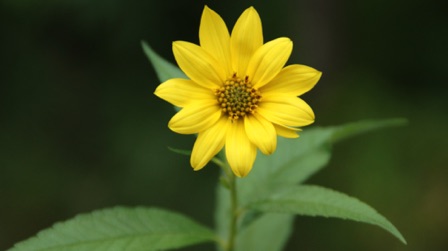 Flower (Knife River, 09-05)