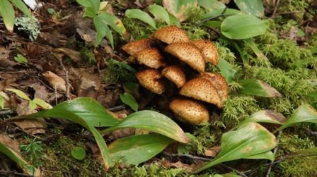 Mushrooms by the Trail (Kadunce River, 09-07)