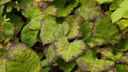 Trailside Foliage (Kadunce River, 09-07)