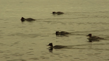 Mergansers? (Nr. Mouth of the Kadunce, 09-07)