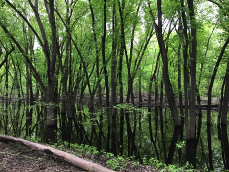 Flooded Bottomland (Mississippi River, 
St. Paul, 05-21)