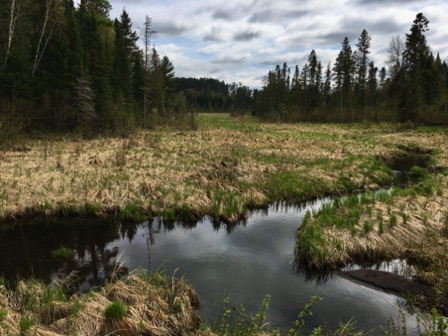 Stream entering Lk. Itasca, the "source"(?) of the Mississippi (05-27)