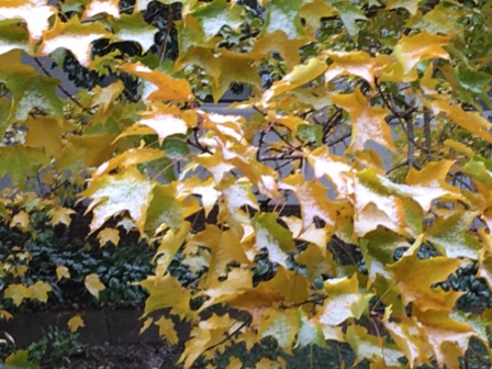 Autumn Snow (from our dining room window, 10-12)