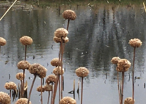 04-13 Seed heads and ice, Trout Brook Sanctuary