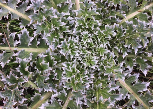 04-13 Frosted thistle, Trout Brook Sanctuary