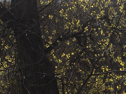 04-18 Șpring leaves, Mississippi River bottoms