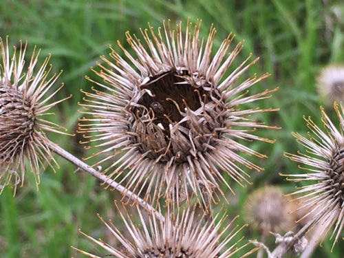 04-27 Thistle, Kaposia Landing (So. St. Paul)