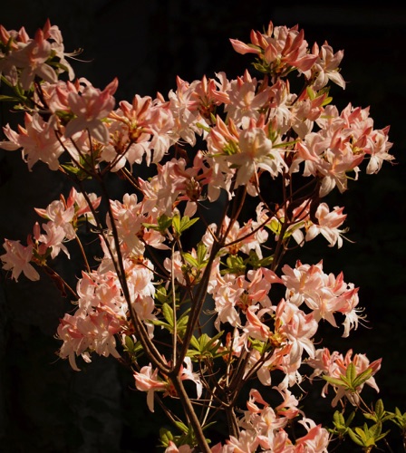 05-15 Azalea in front of our house