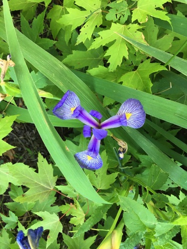 06-18 Iris near Crosby Lake