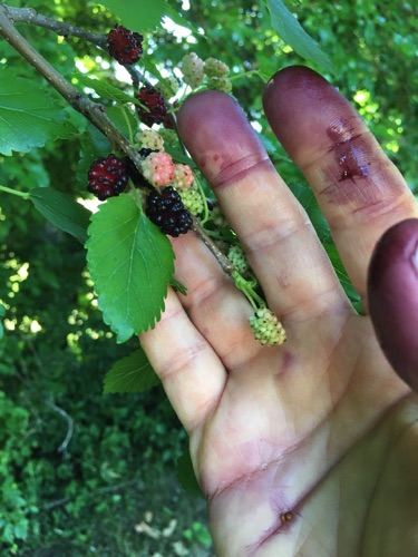 06-18 Caught purple-handed w mulberries at St. Clair & Osceola (St. Paul)