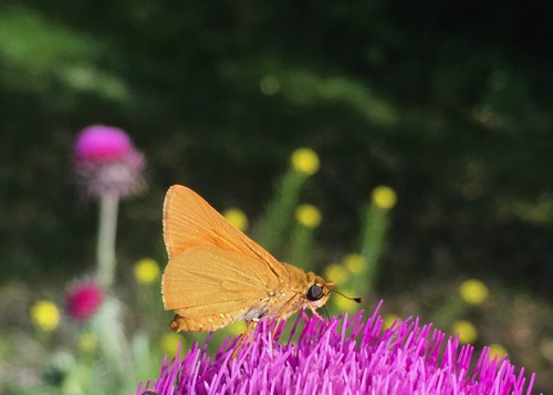 06-19 Butterfly on thistle, Shepard Road