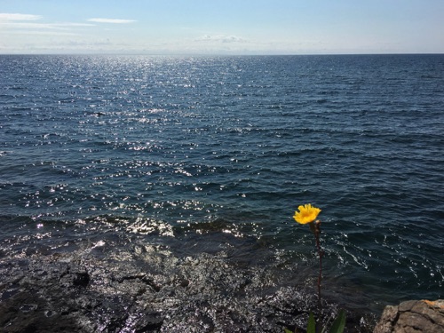 09-04 Yellow flowers nr Two Harbors light house