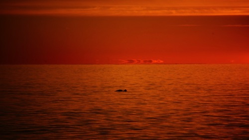 09-06 Merganser at sunrise, Bob's Cabiins