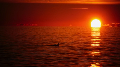 09-06 Merganser at sunrise, Bob's Cabiins