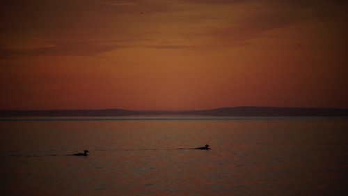 09-06 Two mergansers at sunrise, Bob's Cabiins