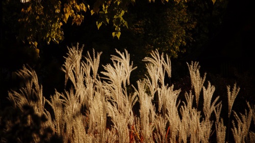 10-19 From a walk around the neighborhood