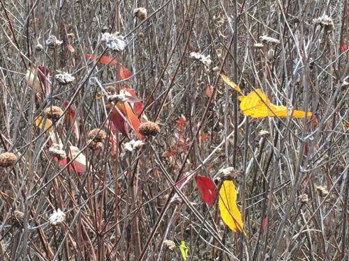 11-16 Dodge Nature Center (West St. Paul)