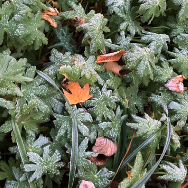 Our front garden 10/30