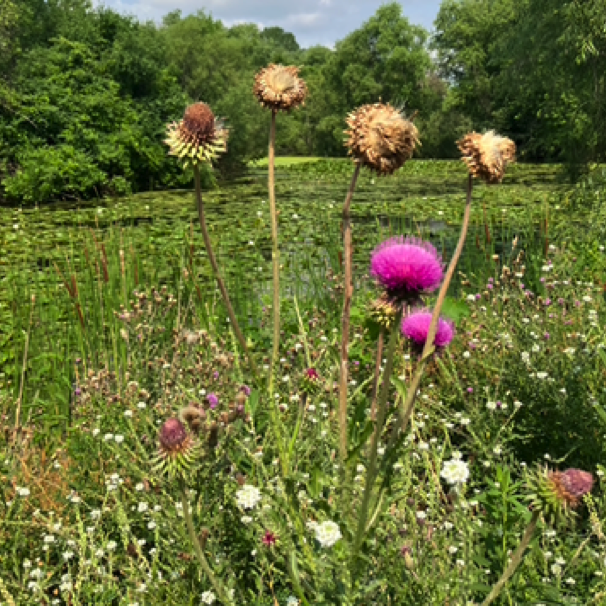 Pond near Lake McCarrons 07/13