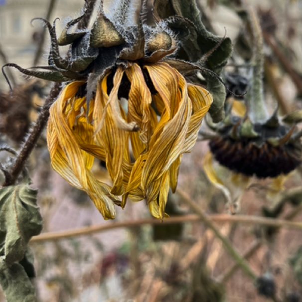 Faded sunflower along Maiden Lane 11/16