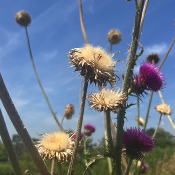 Thistles along Piram Trail by Holman Field 08/01