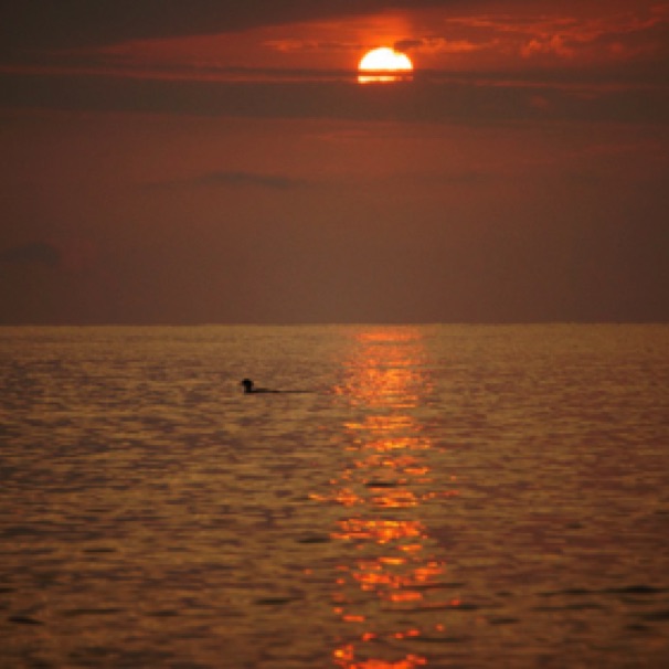 Lake Superior sunrise w merganser 09/09