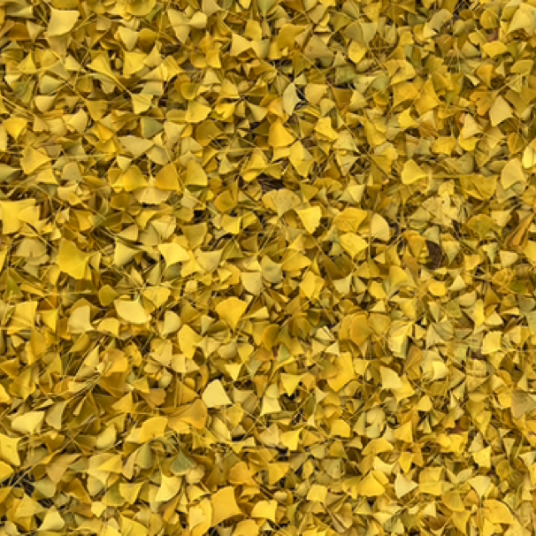 Ginko leaves in our neighborhood 10/28