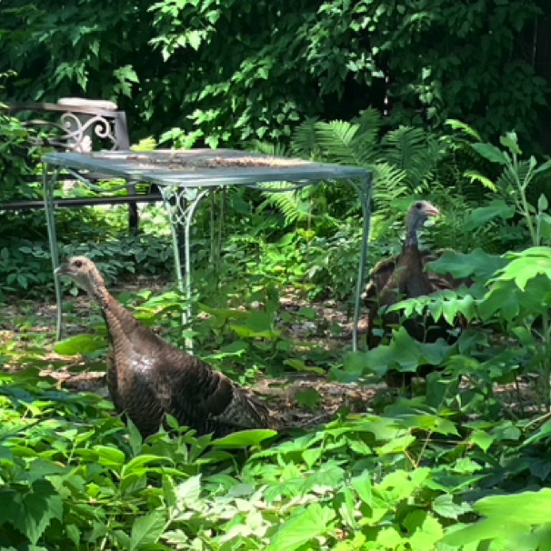 Neighbor's yard 06/21