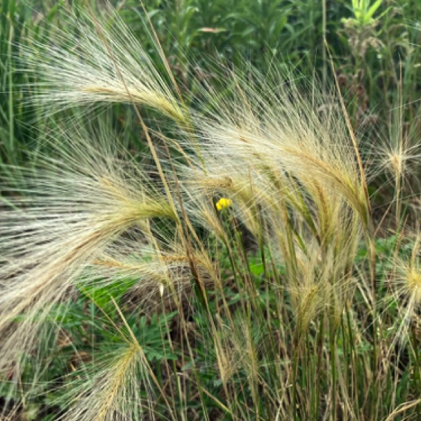 Weeds along Gateway bike trail 07/13