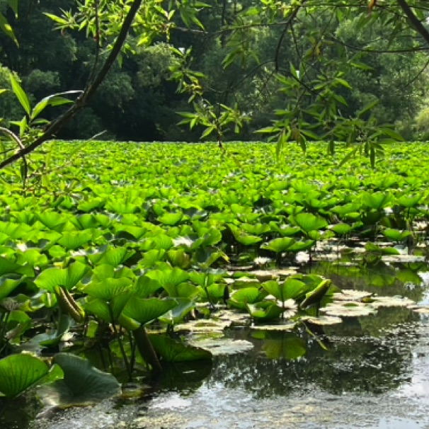 Lily pads near Trout Brook Trail 07/13