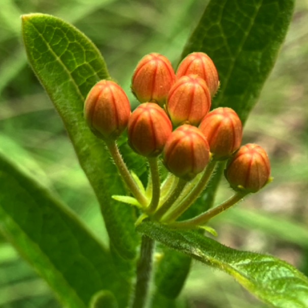 Butterfly weed at Reservoir Woods 07/13