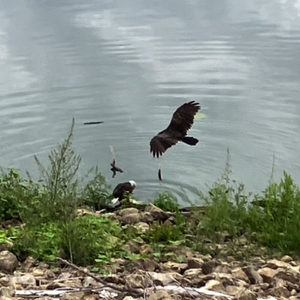 Vulture eyes eagle eating a fish; So. St. Paul levee trail 
08/13