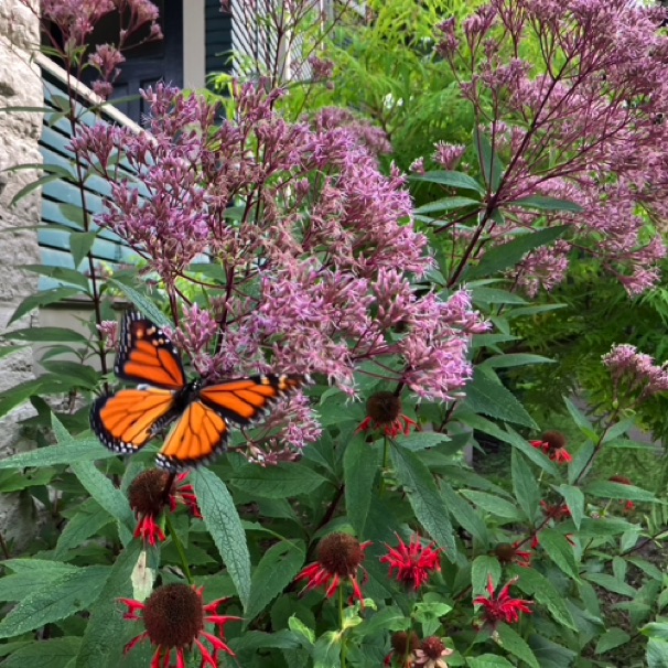 Monarch, Monarda, & Joe Pye Weed at home 08/16