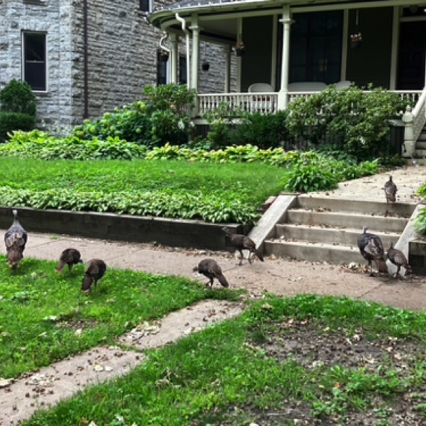 Turkey family preaching their gobble to our neighbors 08/24