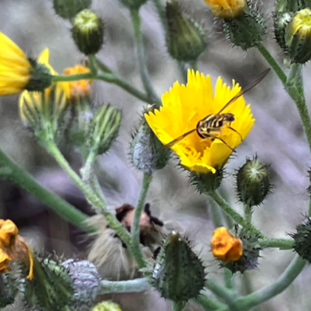 Bee on Pin Cushion Mt. 09/11