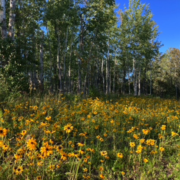 Along bike trail fr. Grand Marais to Cutface Creek 09/13