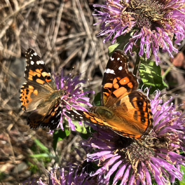 Monarda & butterflies, Onion River 09/14