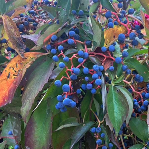 Grapes on a neighbor's fence 10/10