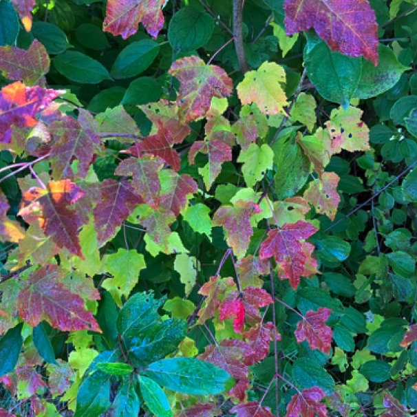 Dodge Nature Center 10/17