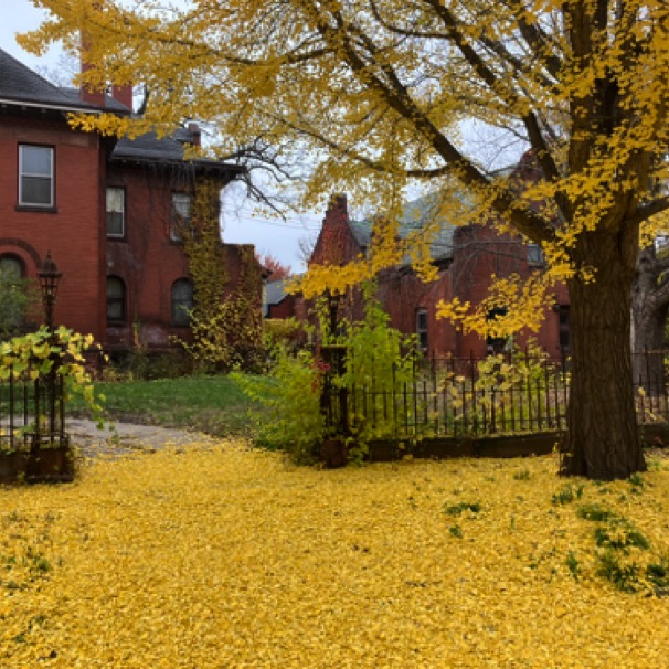 Ginko leaves in our neighborhood 10/28