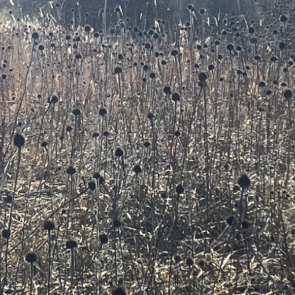 Dodge Nature Center 11/14